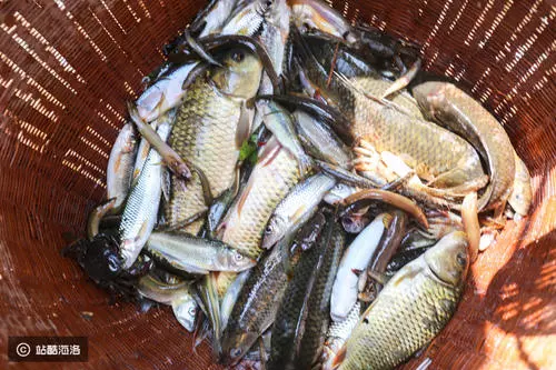 捕魚方式很多種 聽過「倒魚」的嗎?還是苗族傳統節日