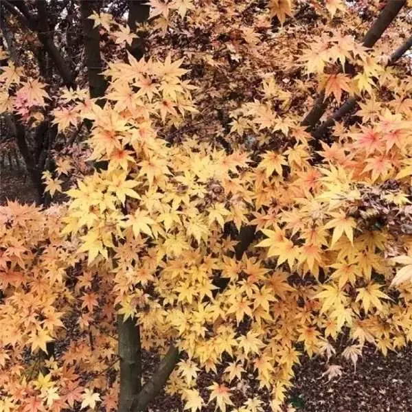 90後文青男僅花1萬4爆改出租房,後續又花1個半月的時間改造破院,成品讓人嘖嘖稱奇!