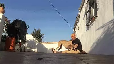 這一定是你養狗,最最最最幸福的瞬間