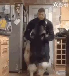 這一定是你養狗,最最最最幸福的瞬間