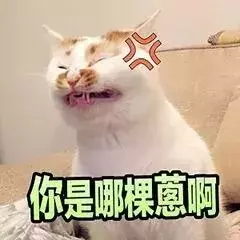 貓咪太高冷,我要怎樣才能討好它?