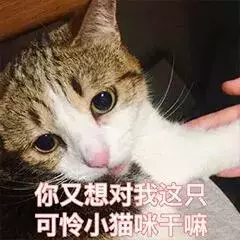 貓咪太高冷,我要怎樣才能討好它?
