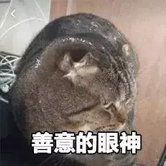 貓咪太高冷,我要怎樣才能討好它?