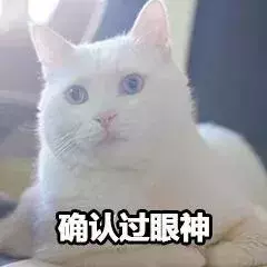 貓咪太高冷,我要怎樣才能討好它?