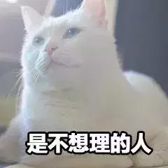 貓咪太高冷,我要怎樣才能討好它?