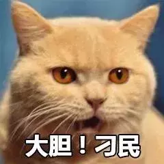 貓咪太高冷,我要怎樣才能討好它?