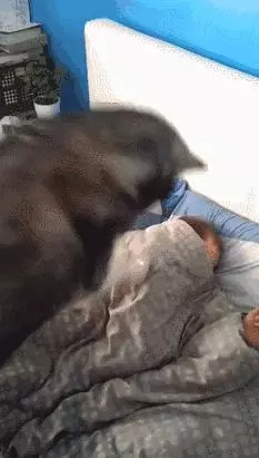 有一隻粘人的狗狗是什麼樣的體驗?1秒鐘都不想離開