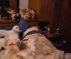 有一隻粘人的狗狗是什麼樣的體驗?1秒鐘都不想離開