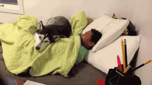 有一隻粘人的狗狗是什麼樣的體驗?1秒鐘都不想離開