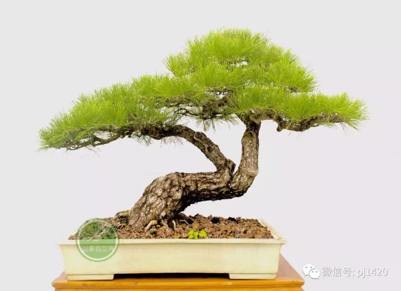 這10種盆景風格,玩一次就上癮!