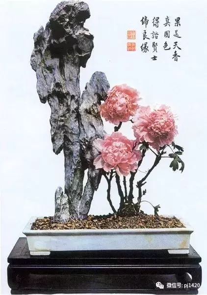 這10種盆景風格,玩一次就上癮!