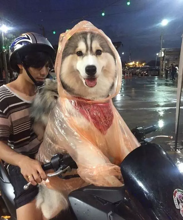 雨天路上看到了一個超有愛的主人就一個雨衣給了狗狗,瞬間覺得這隻狗狗超幸福,結果知道原因後笑的肚子疼。