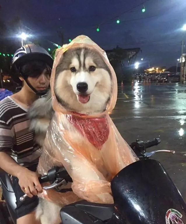 雨天路上看到了一個超有愛的主人就一個雨衣給了狗狗,瞬間覺得這隻狗狗超幸福,結果知道原因後笑的肚子疼。