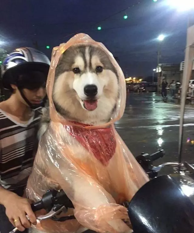 雨天路上看到了一個超有愛的主人就一個雨衣給了狗狗,瞬間覺得這隻狗狗超幸福,結果知道原因後笑的肚子疼。