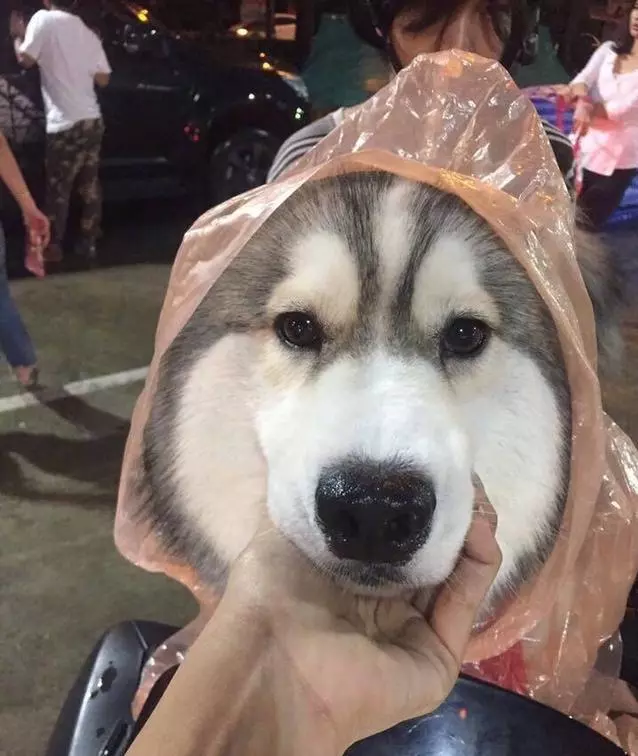 雨天路上看到了一個超有愛的主人就一個雨衣給了狗狗,瞬間覺得這隻狗狗超幸福,結果知道原因後笑的肚子疼。