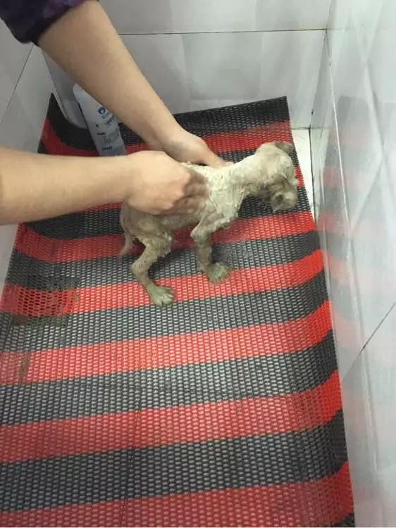 一隻身患皮膚病的流浪狗,被人毒打一頓後只能自己一瘸一拐的躲進草叢,還好被路人看到及時帶走治療。