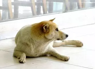 小夥測試土狗是否對自己忠誠,看到土狗的舉動,男子呆住了