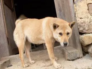 小夥測試土狗是否對自己忠誠,看到土狗的舉動,男子呆住了