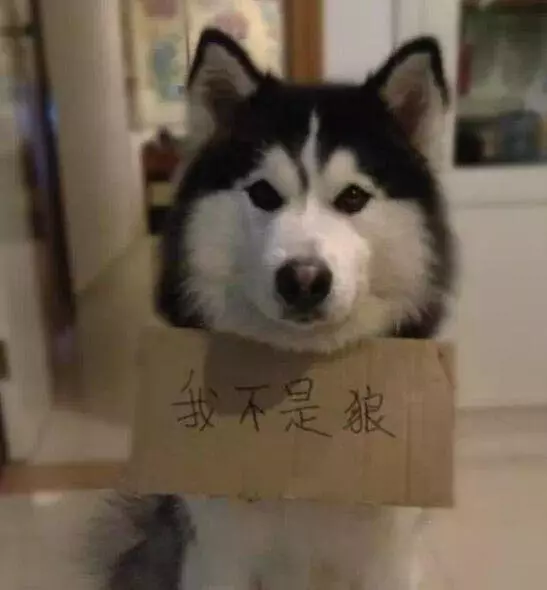 蠢哈碰上蠢主人,被埋進沙堆裡終於展現出狼的血統,嚇得主人趕緊給他放出來XD。