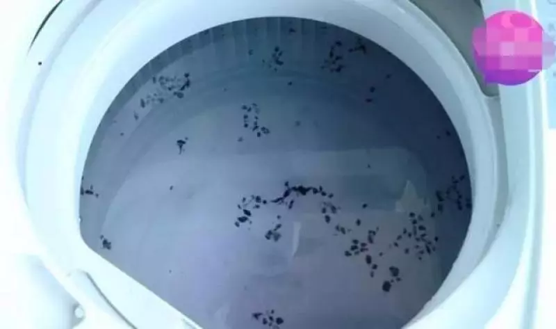 剛洗完的洗衣機看起來很乾淨,但用這簡單方法「真正的髒污」才能被洗出來