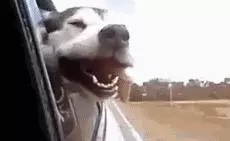 為什麼狗狗坐車時喜歡將頭伸出窗外?居然還有科學道理
