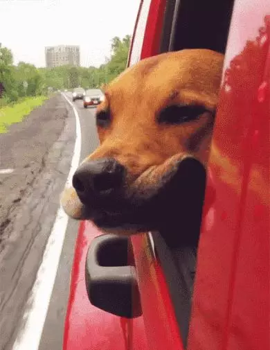 為什麼狗狗坐車時喜歡將頭伸出窗外?居然還有科學道理