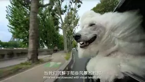 為什麼狗狗坐車時喜歡將頭伸出窗外?居然還有科學道理