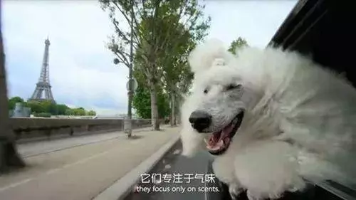 為什麼狗狗坐車時喜歡將頭伸出窗外?居然還有科學道理