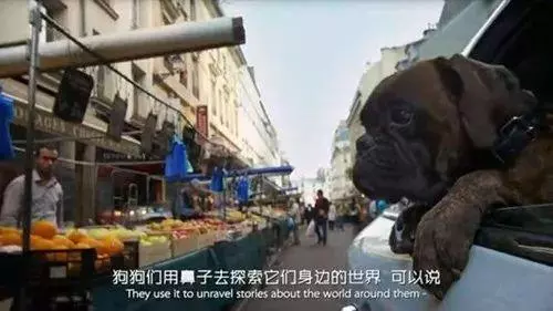 為什麼狗狗坐車時喜歡將頭伸出窗外?居然還有科學道理