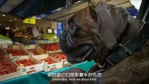 為什麼狗狗坐車時喜歡將頭伸出窗外?居然還有科學道理
