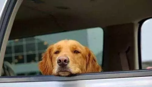 為什麼狗狗坐車時喜歡將頭伸出窗外?居然還有科學道理