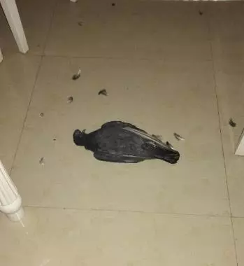 貓咪被救後,每天送大禮報答恩人,最多一天竟送7隻鴿子6隻老鼠