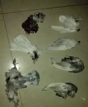 貓咪被救後,每天送大禮報答恩人,最多一天竟送7隻鴿子6隻老鼠