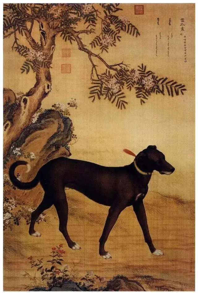深度分析:狗肉,到底可不可以吃?