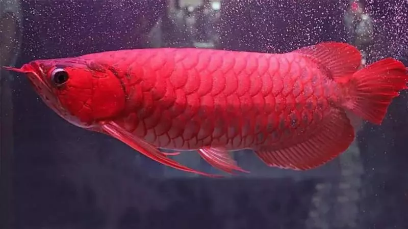奇聞:世界上最貴的魚,500萬一條血的紅龍,堪稱魚類中的「保時捷」!