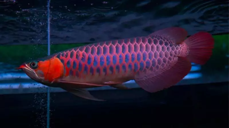 奇聞:世界上最貴的魚,500萬一條血的紅龍,堪稱魚類中的「保時捷」!