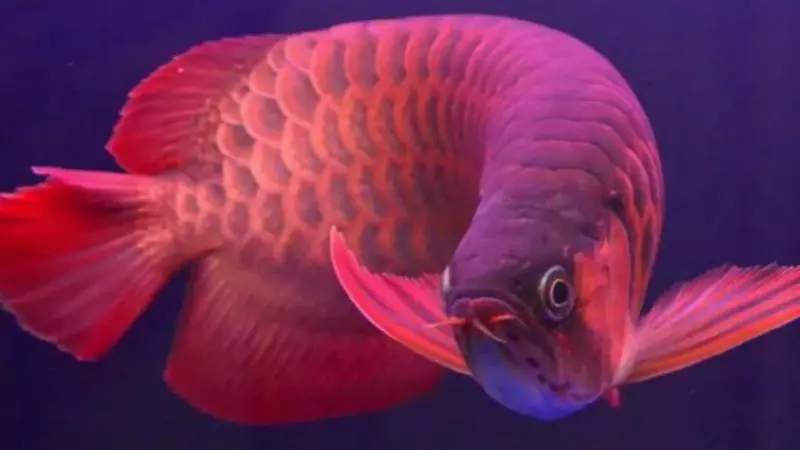 奇聞:世界上最貴的魚,500萬一條血的紅龍,堪稱魚類中的「保時捷」!