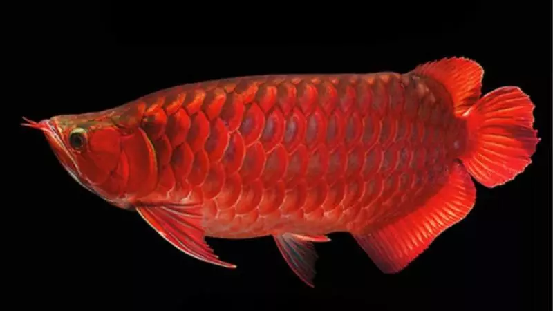 奇聞:世界上最貴的魚,500萬一條血的紅龍,堪稱魚類中的「保時捷」!