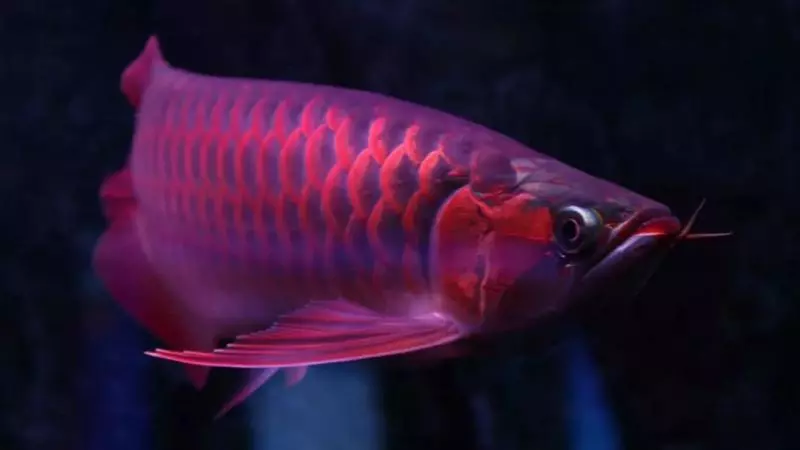 奇聞:世界上最貴的魚,500萬一條血的紅龍,堪稱魚類中的「保時捷」!