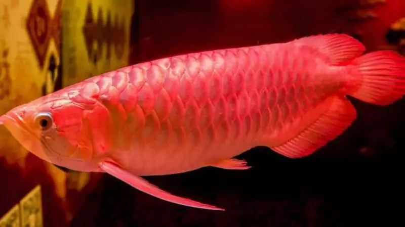 奇聞:世界上最貴的魚,500萬一條血的紅龍,堪稱魚類中的「保時捷」!