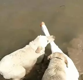 狗狗愛多管閒事,比居委會大媽都操心