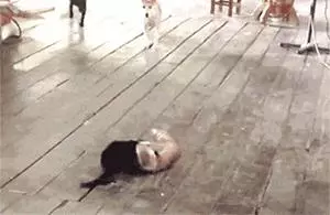 狗狗愛多管閒事,比居委會大媽都操心