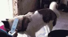 狗狗愛多管閒事,比居委會大媽都操心