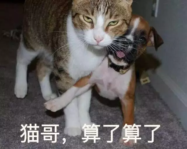 狗狗愛多管閒事,比居委會大媽都操心