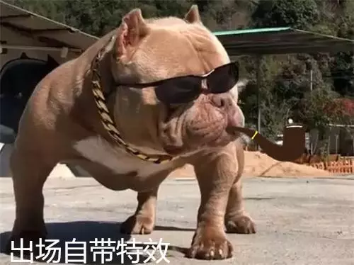 惡霸犬不能做寵物狗?彪悍的外表下竟是一顆溫柔的心