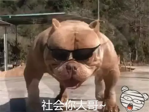 惡霸犬不能做寵物狗?彪悍的外表下竟是一顆溫柔的心