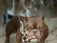 惡霸犬不能做寵物狗?彪悍的外表下竟是一顆溫柔的心