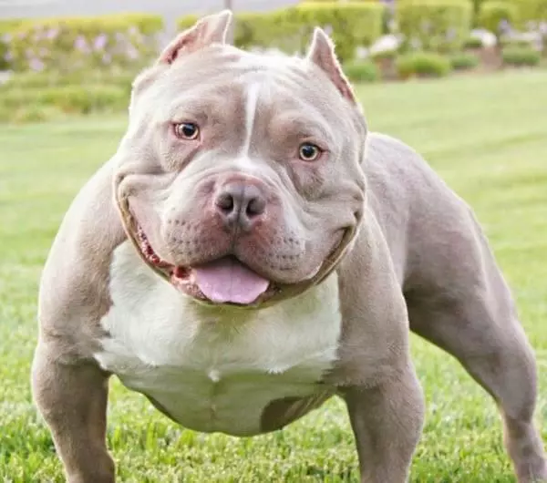 惡霸犬不能做寵物狗?彪悍的外表下竟是一顆溫柔的心
