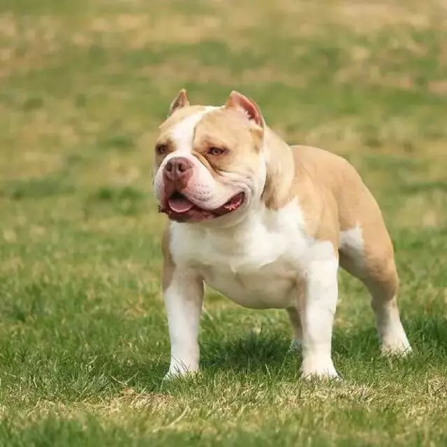 惡霸犬不能做寵物狗?彪悍的外表下竟是一顆溫柔的心