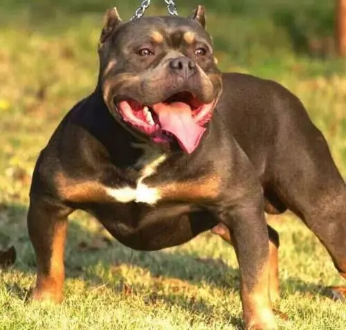惡霸犬不能做寵物狗?彪悍的外表下竟是一顆溫柔的心